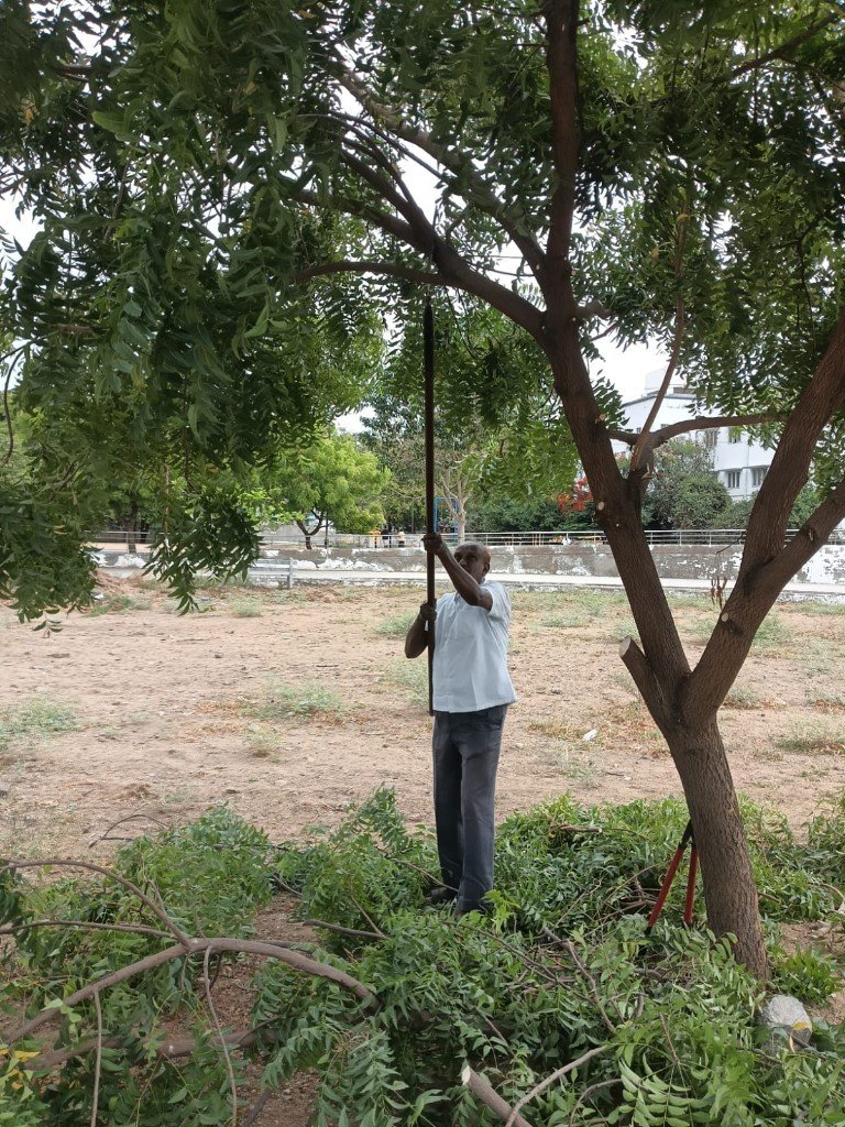 Tree care in the neighbourhood