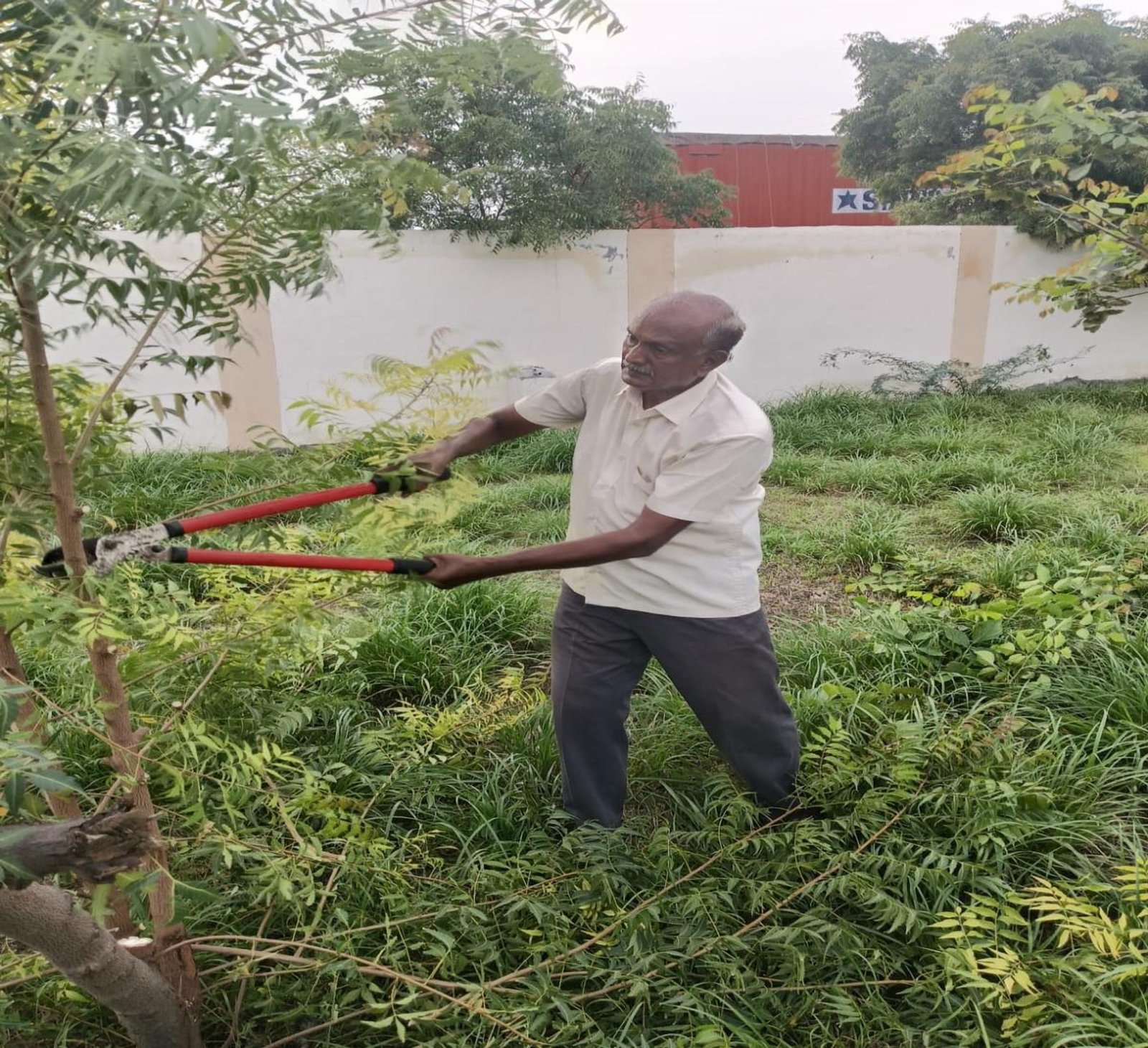 Tree pruning at school campus