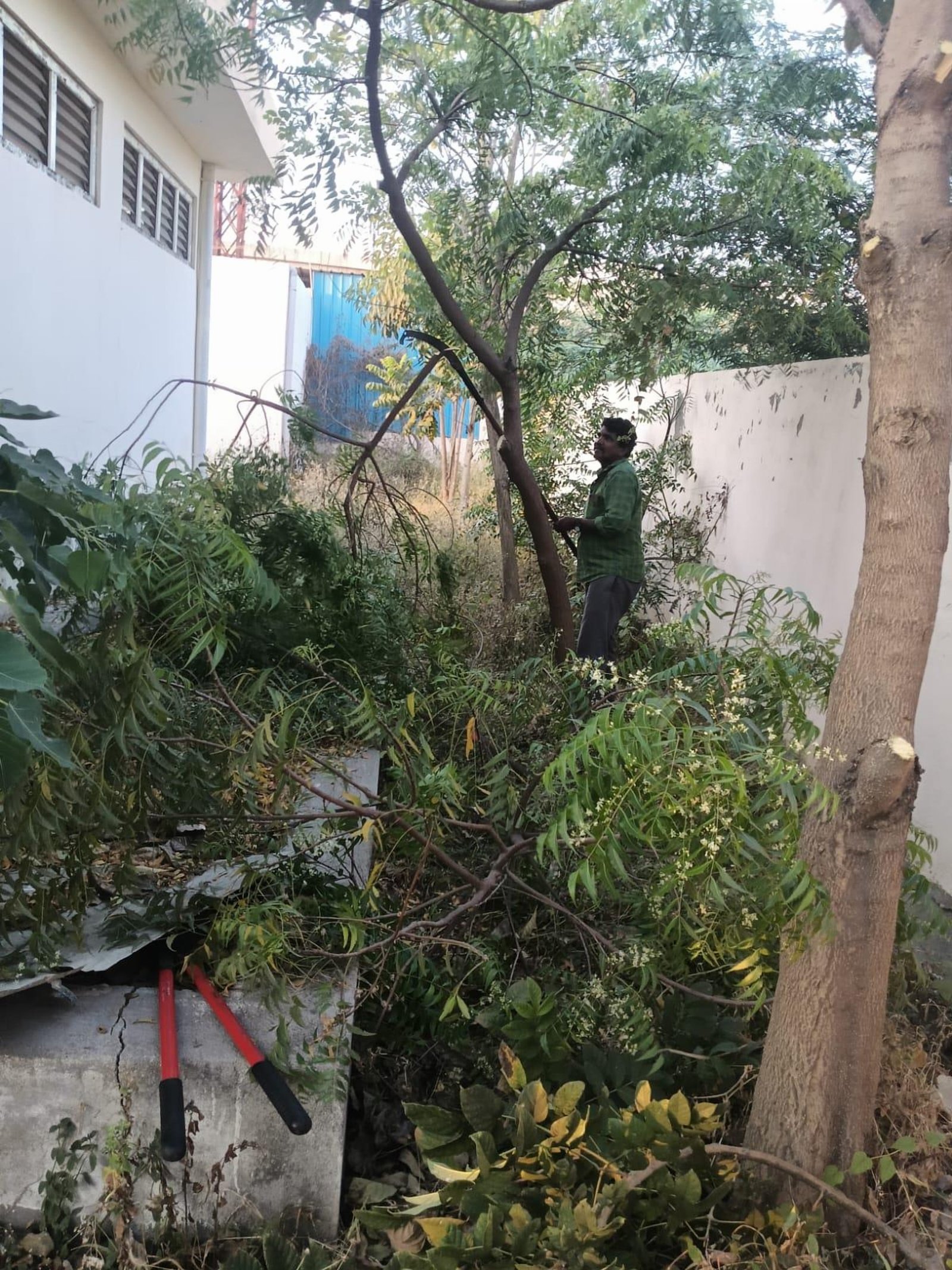 Tree maintenance drive