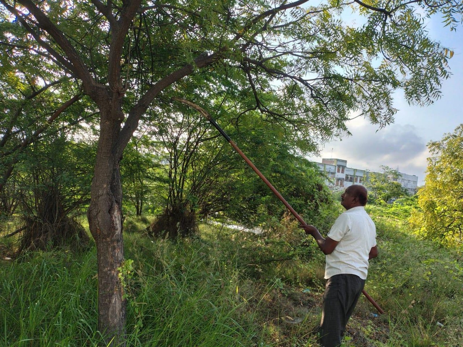Volunteer caring for saplings