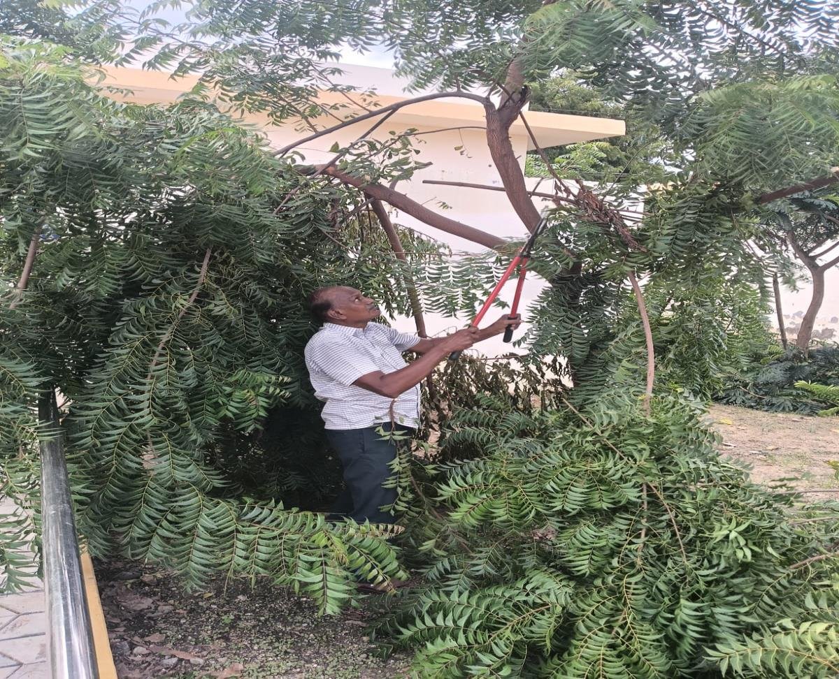 Tree pruning and maintenance