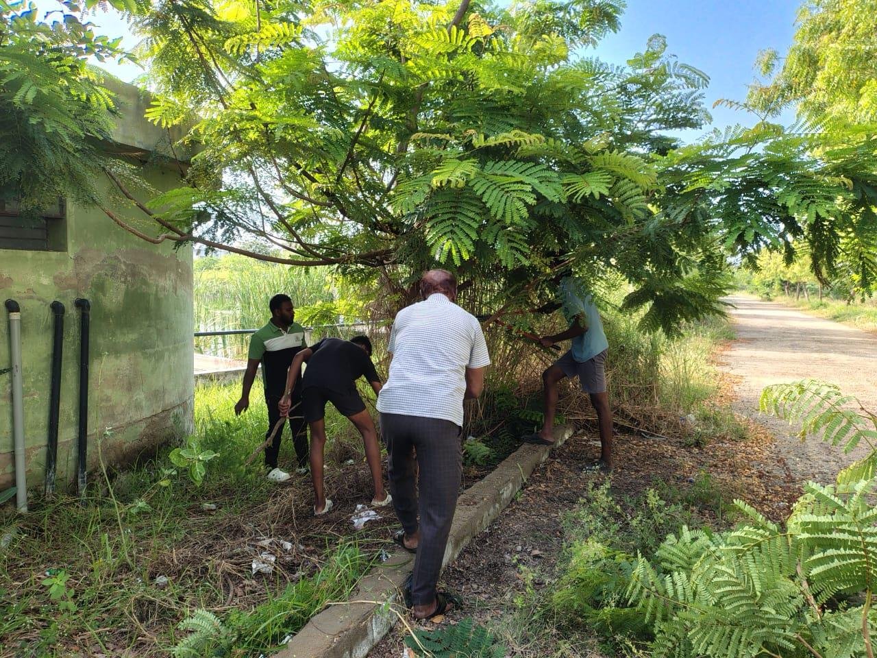 Brush clearing under campus trees