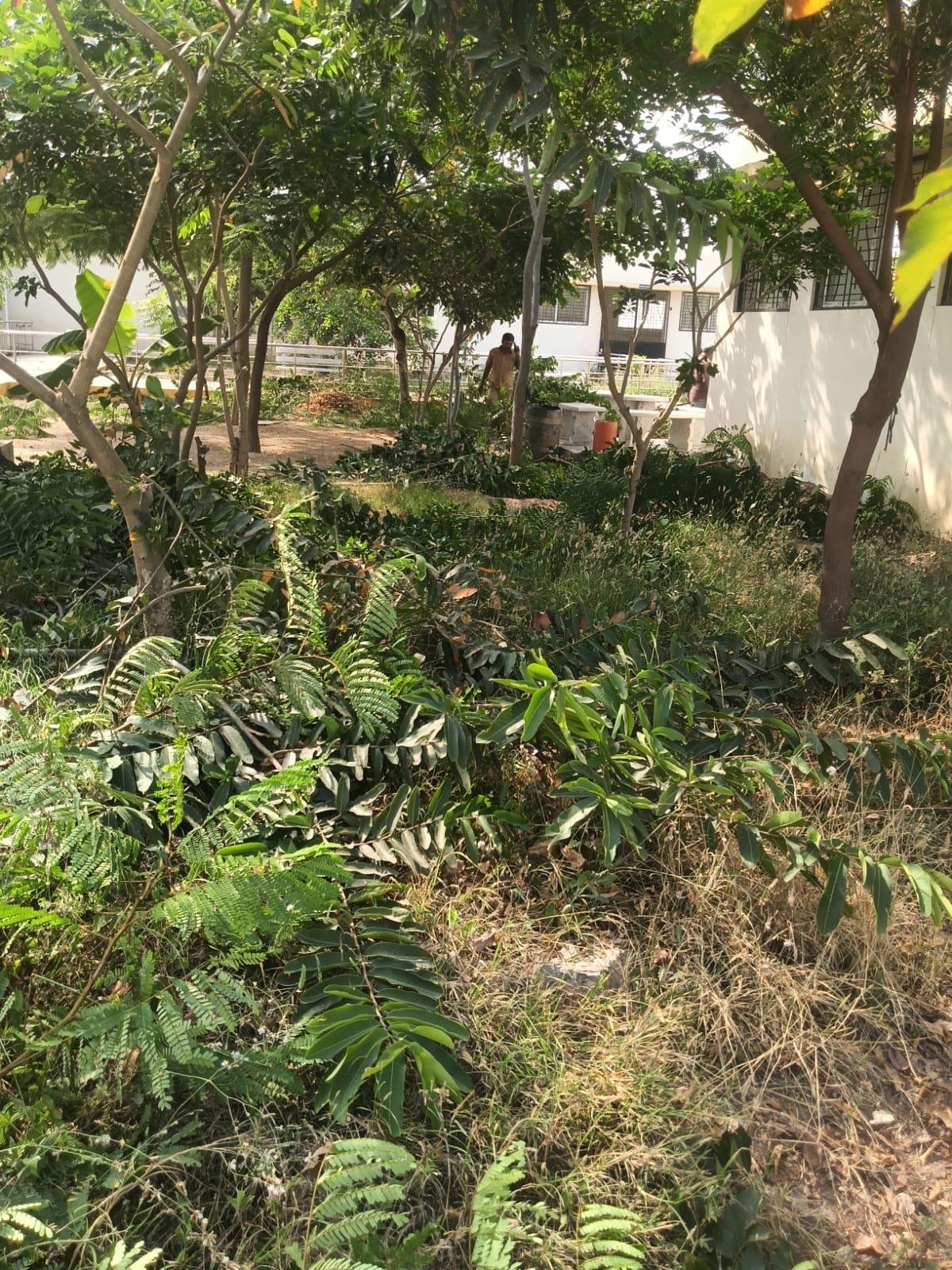 Garden pruning and campus cleanup