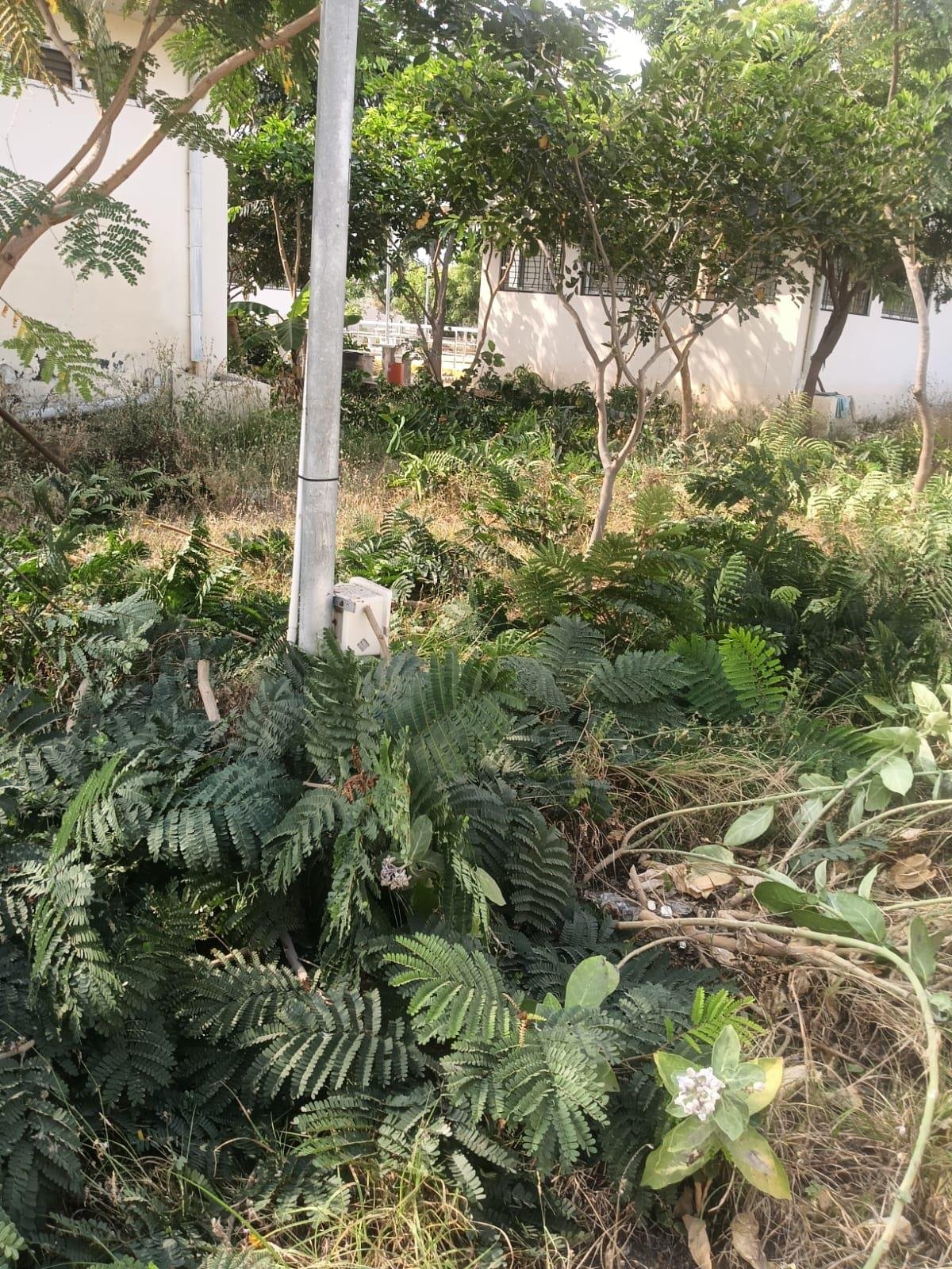 Campus greenery before maintenance