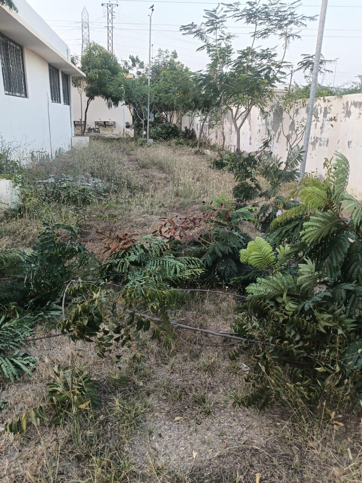 Site clearing beside campus wall