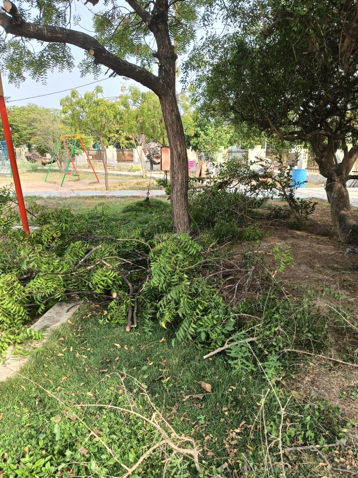 Neem branches cleared near swings