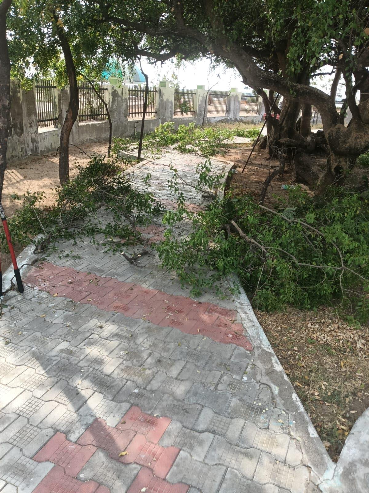 Pruned branches on park walkway