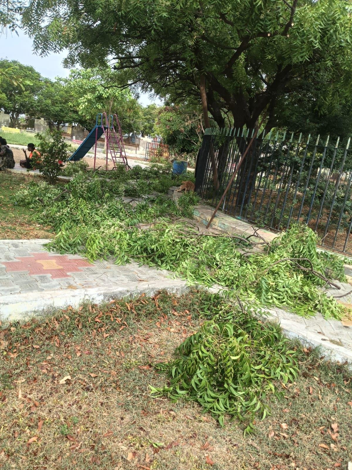 Park path cleared after pruning
