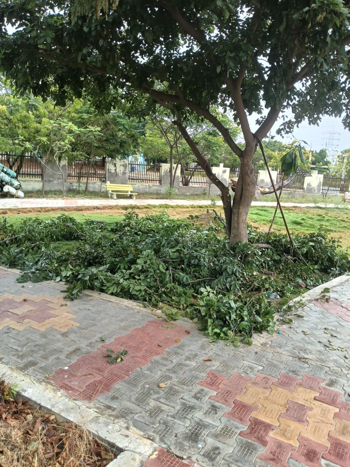 Park tree pruning after branch clearing