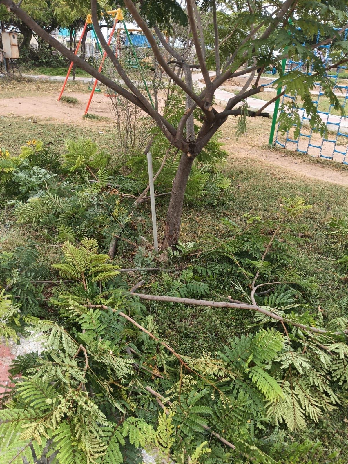 School campus tree pruning work