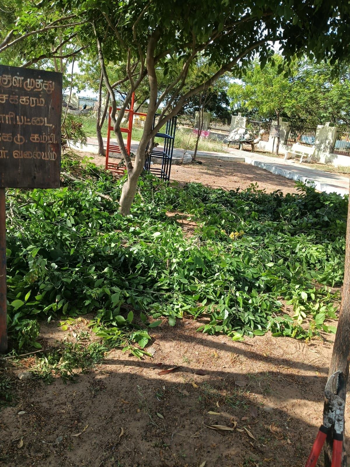 Campus pruning with lopping shears